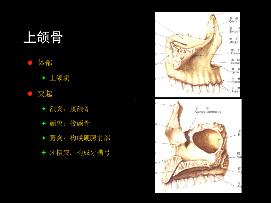 头颈部解剖间隙影像课件.ppt_第3页