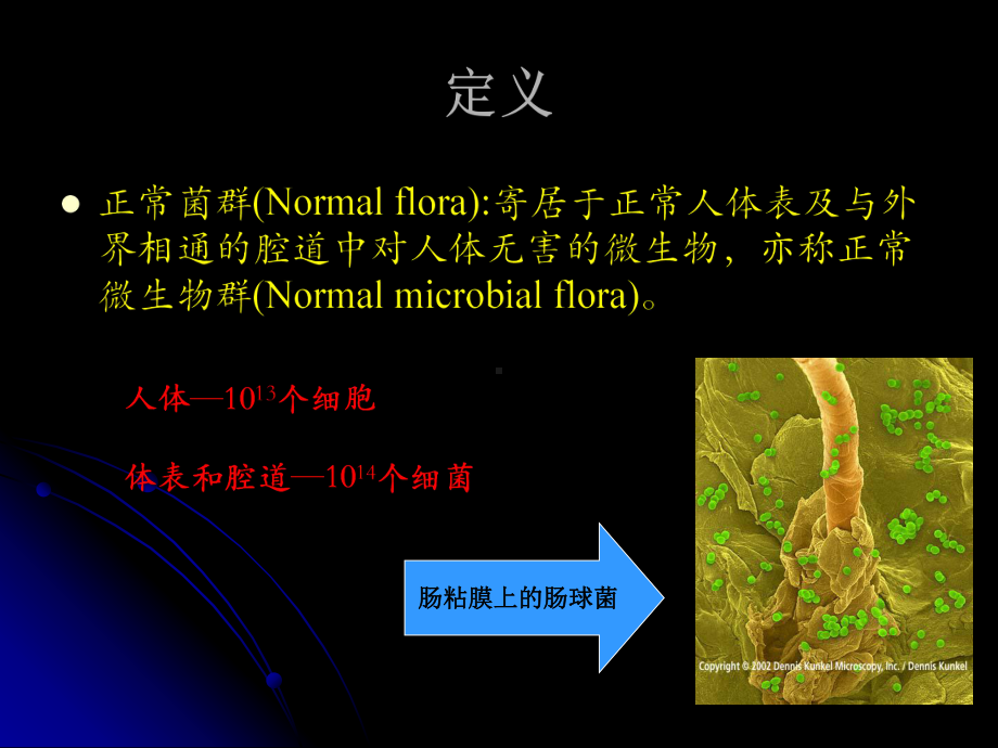 正常菌群与人体关系课件.ppt_第2页