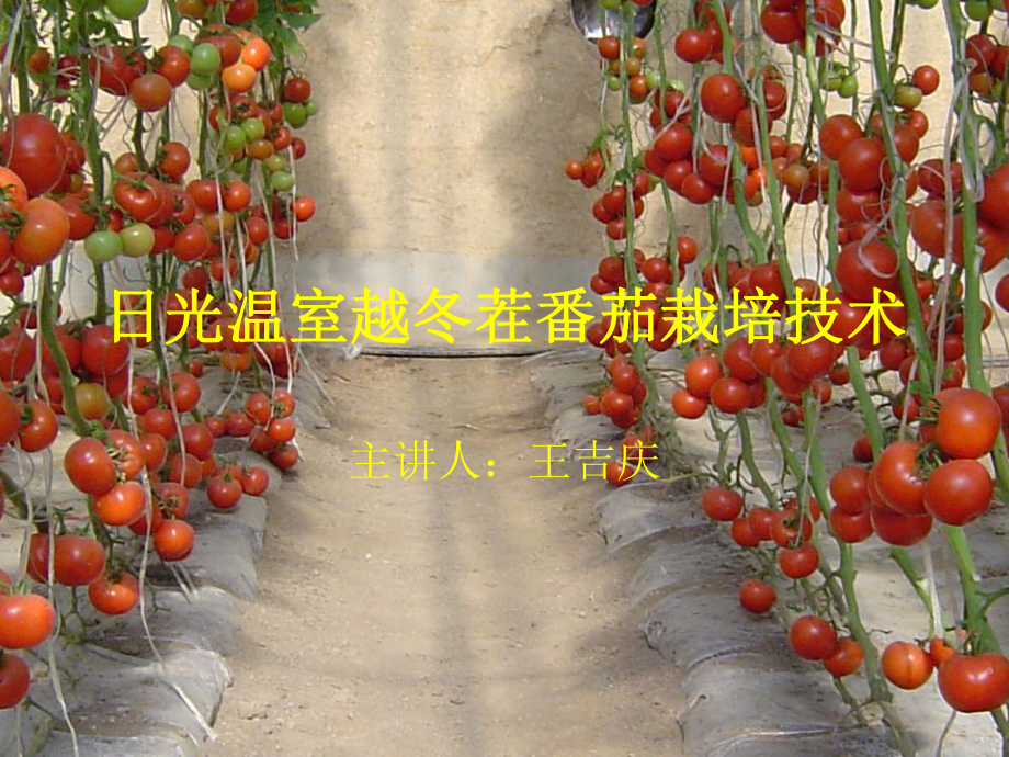 日光温室番茄长季节高产栽培技术课件.ppt_第1页