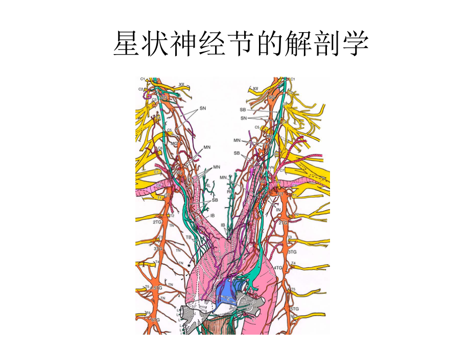 星状神经节阻滞的解剖生理学基础课件.ppt_第3页