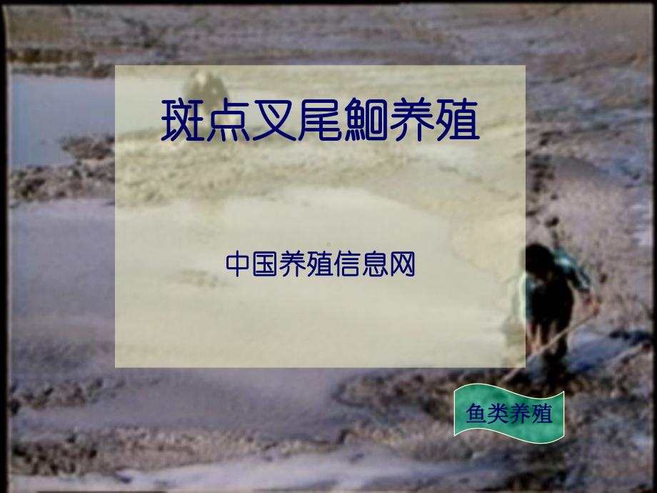 概述斑点叉尾鮰养殖课件.ppt_第1页