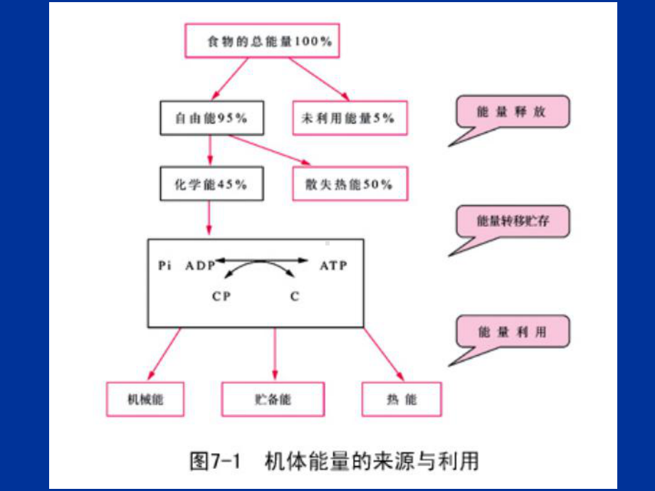 新版运动的能量代谢课件.ppt_第3页