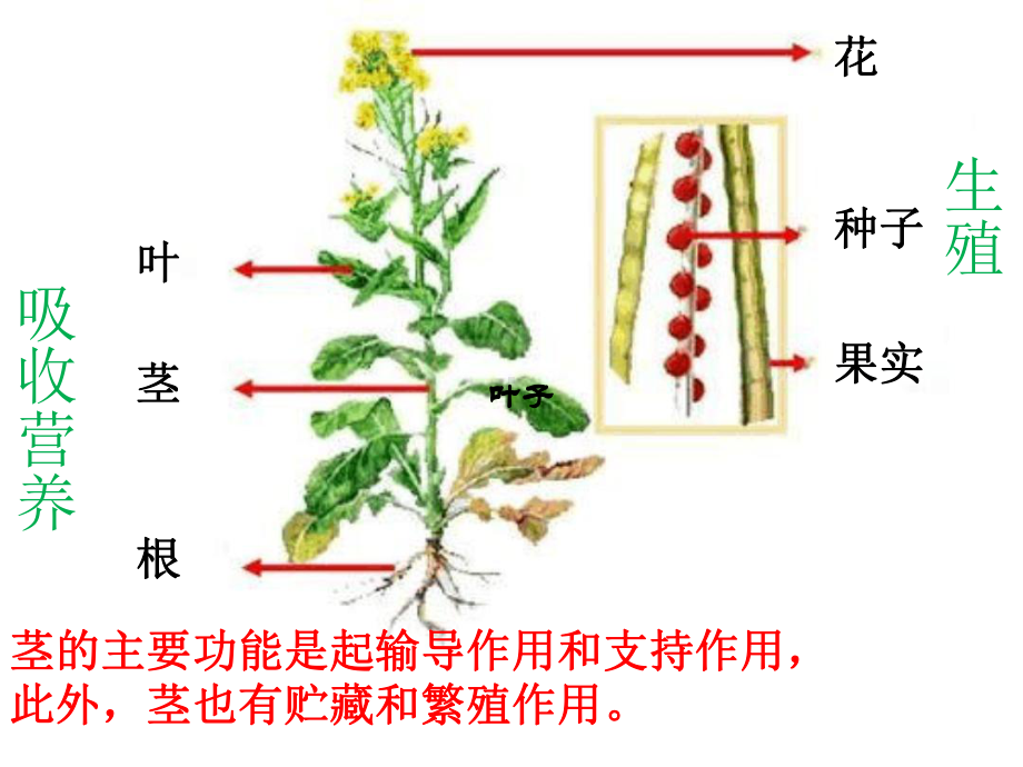 幼儿园大班健康活动：好吃的蔬菜课件.ppt_第3页