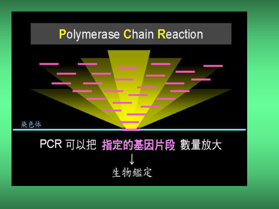 快速PCR反应用耐高温的TaqDNA聚合酶课件.ppt_第3页