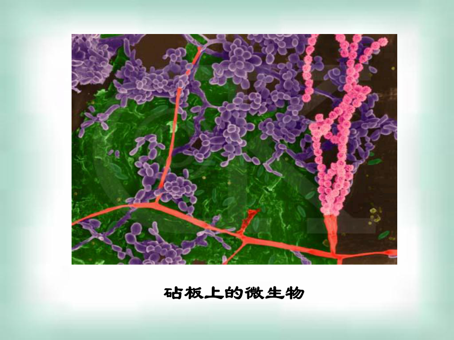 微生物的试验室培养课件.ppt_第2页