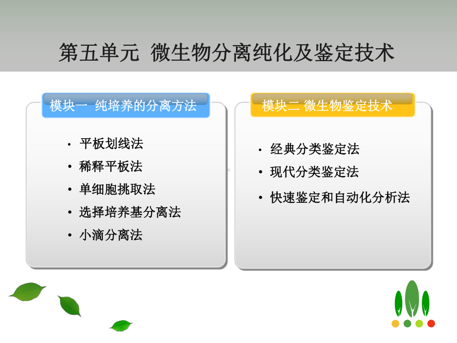 微生物分离纯化及鉴定技术课件.ppt_第2页