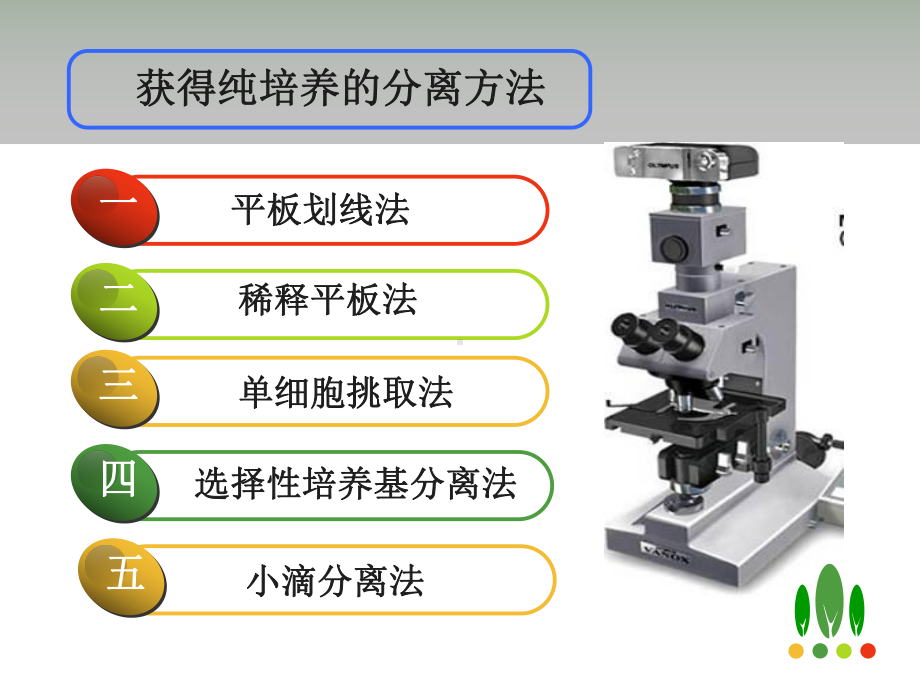 微生物分离纯化及鉴定技术课件.ppt_第3页