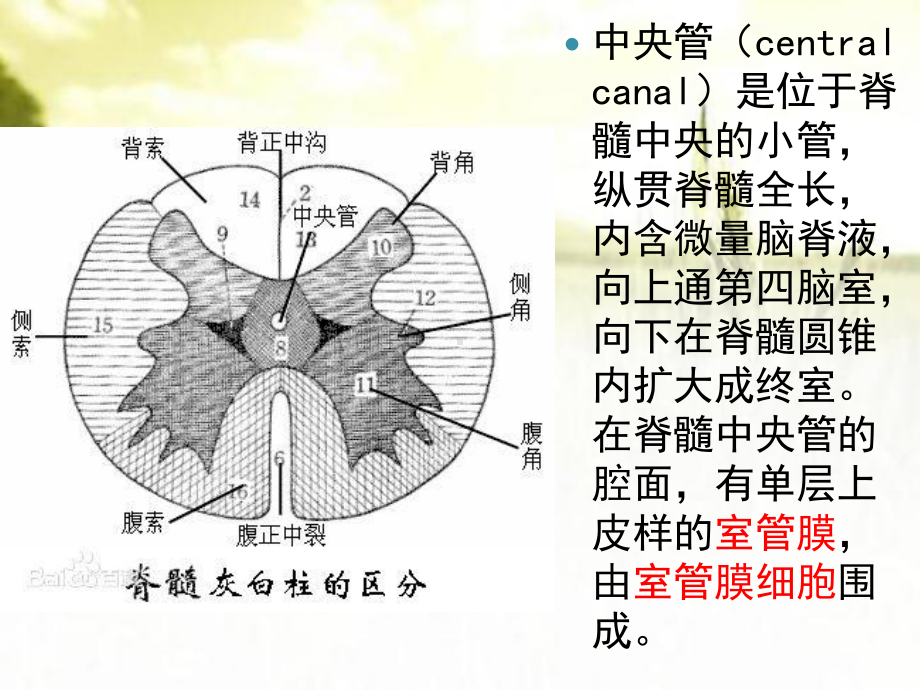 脊髓空洞症与中央管扩张-PPT课件.pptx_第2页