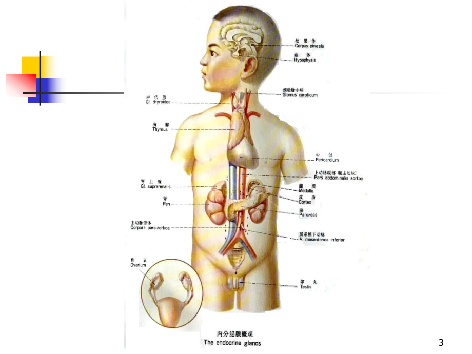 内分泌系统解剖PPT课件.ppt_第3页