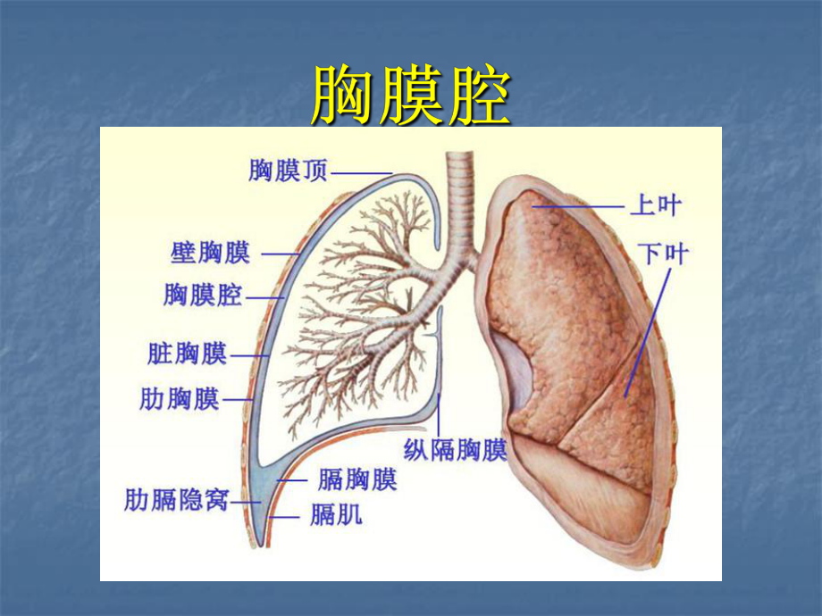 -胸腔积液的护理查房PPT课件.ppt_第3页