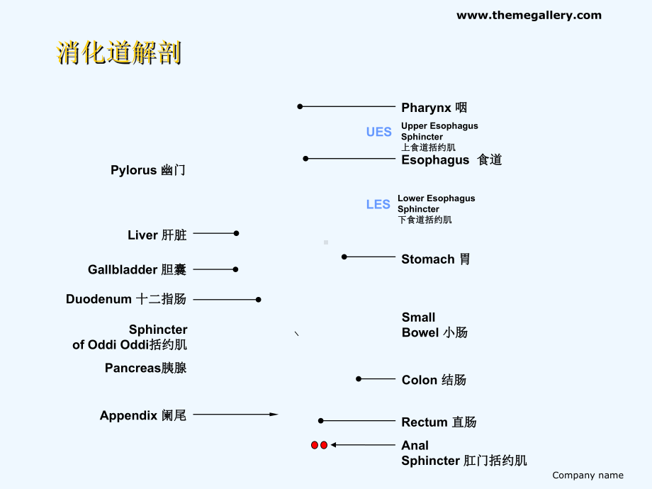 消化内科常用药物小结课件.ppt_第2页