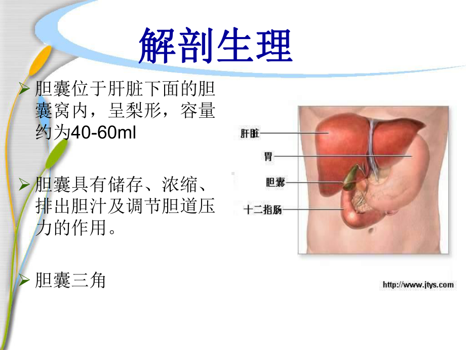 胆囊结石的护理资料ppt课件.ppt_第2页