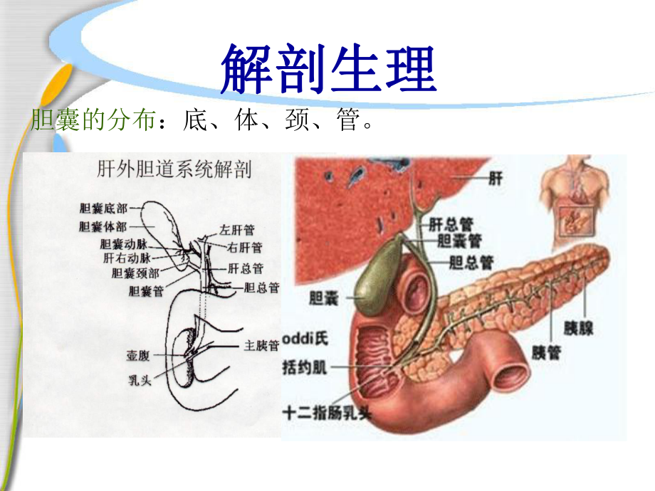 胆囊结石的护理资料ppt课件.ppt_第3页