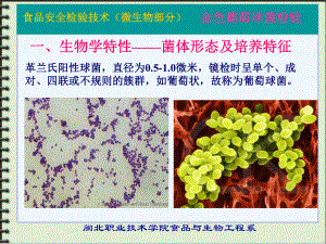 微生物-金黄色葡萄球菌PPT课件.ppt