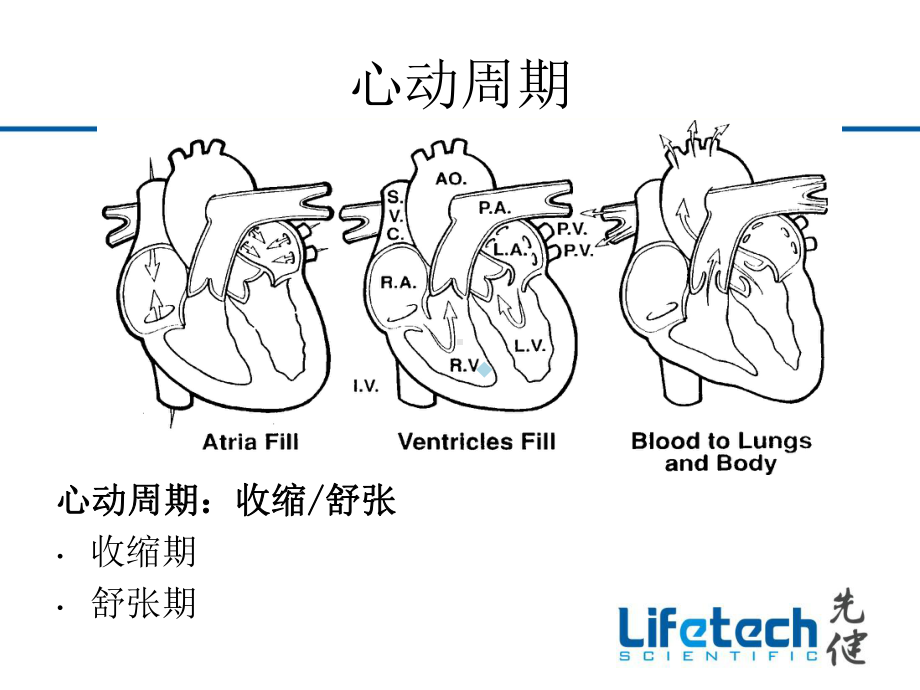 心血管生理PPT课件.ppt_第2页