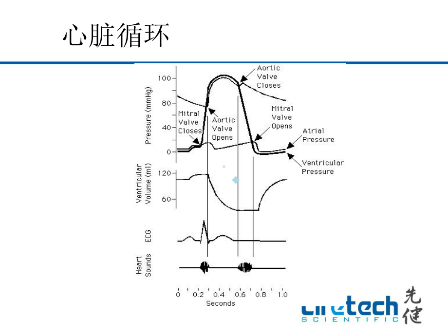 心血管生理PPT课件.ppt_第3页