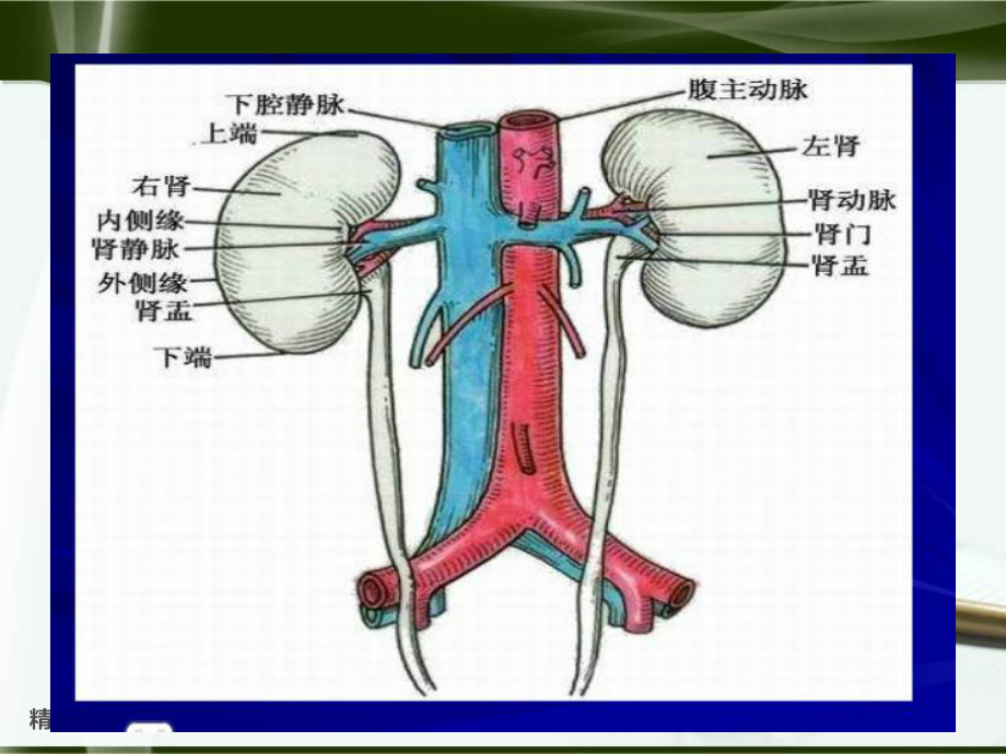 肾切除护理查房课件.ppt_第3页