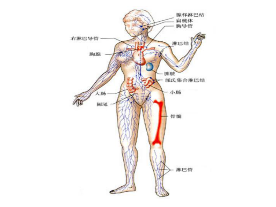 免疫器官和免疫细胞ppt课件.ppt_第2页