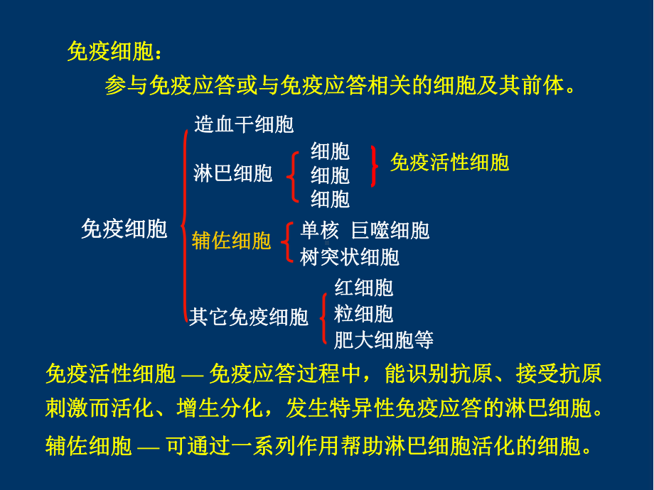 免疫系统(下)免疫细胞课件.ppt_第2页