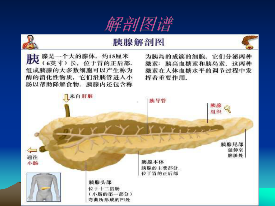 胰腺癌PPT课件.ppt_第3页