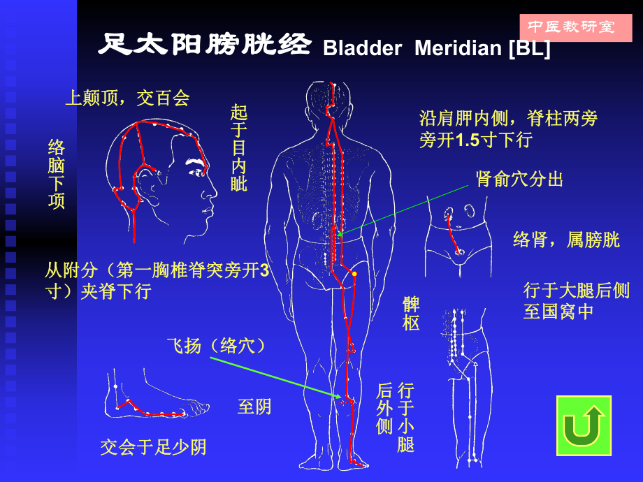 针灸学9足太阳膀胱经课件.ppt_第3页