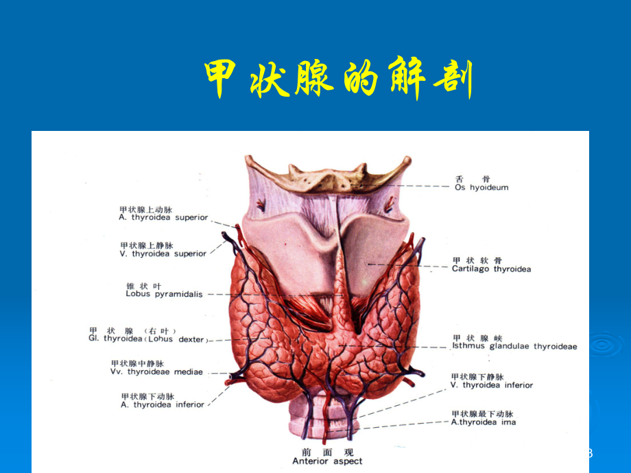 甲状腺疾病病人的护理甲状腺肿甲亢甲减ppt课件.ppt_第3页