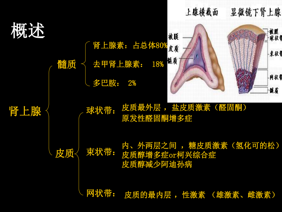 肾上腺病病人手术的麻醉课件.ppt_第3页