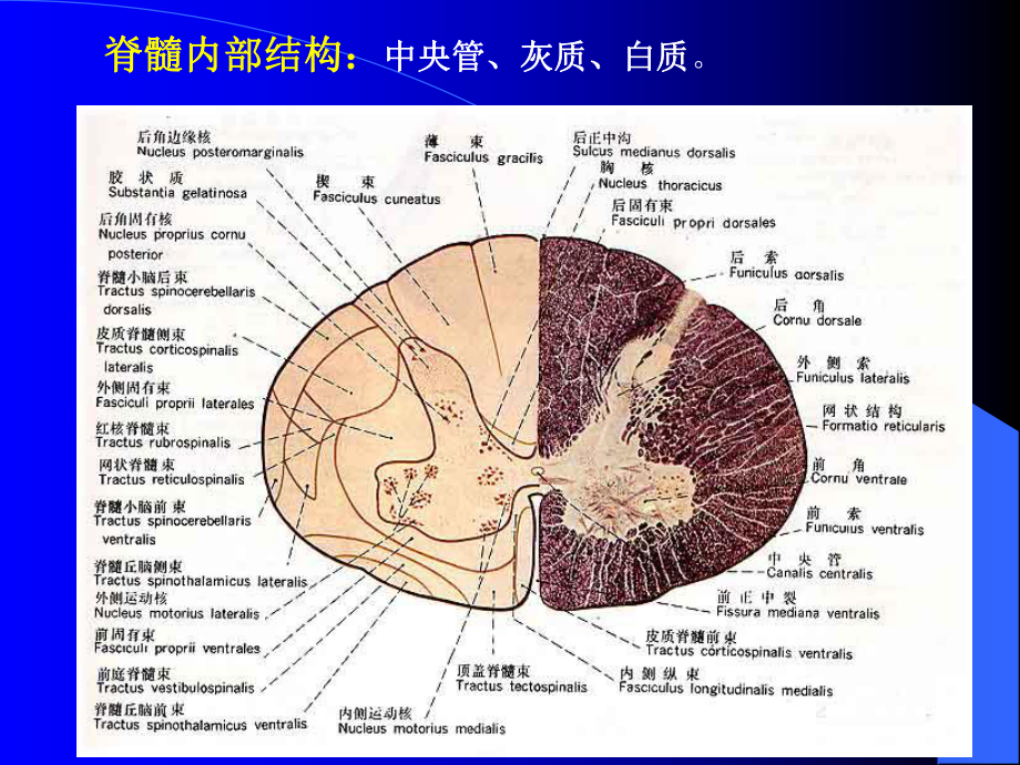 脊髓灰质脊髓灰质脊髓白质课件.ppt_第2页