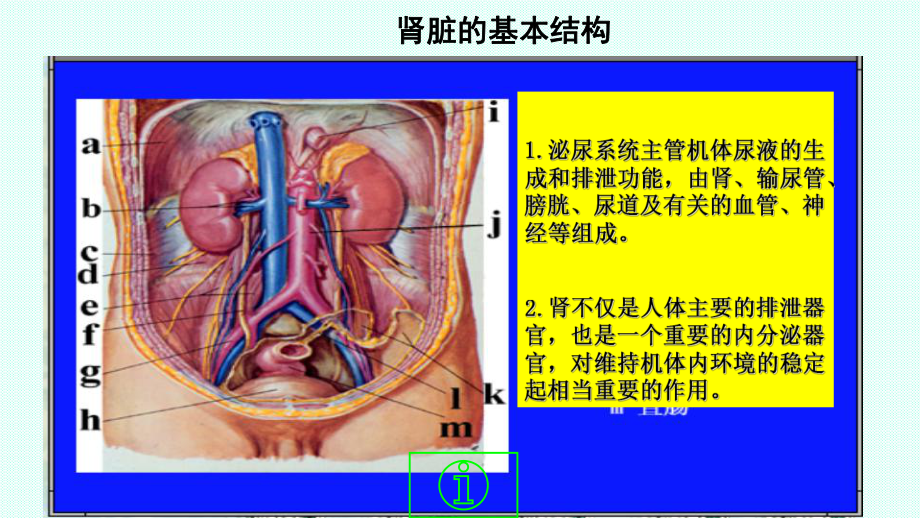 内科学泌尿系统疾病总论课件.ppt_第3页