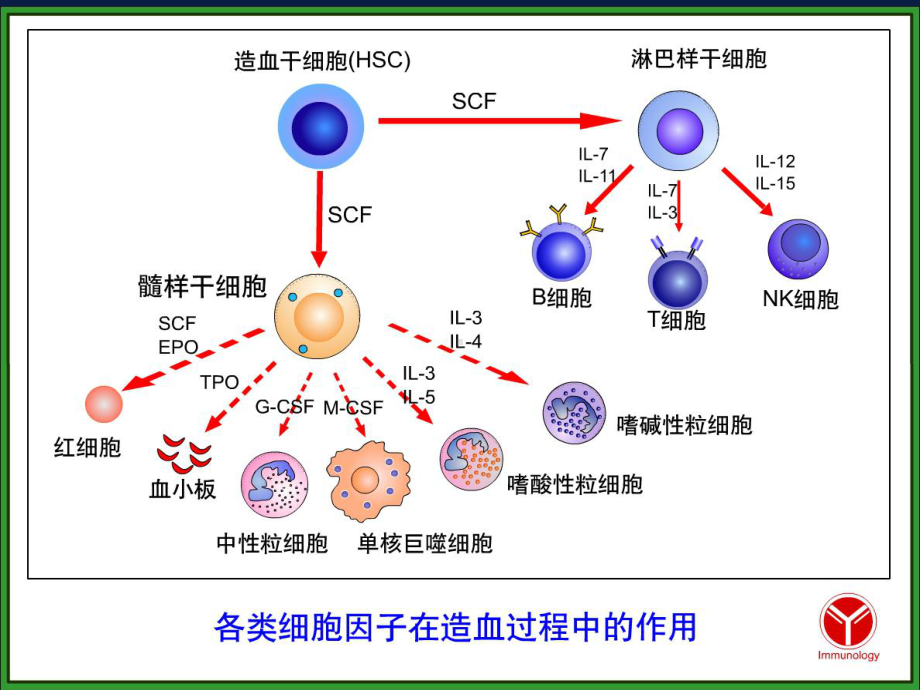 -免疫细胞ppt课件.ppt_第3页