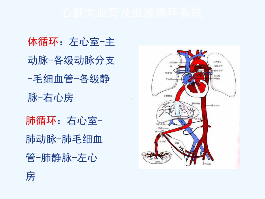 急性左心衰的急救护理课件.ppt_第2页