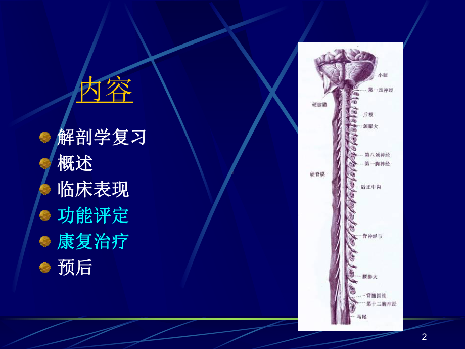 脊髓损伤康复.ppt课件.ppt_第2页