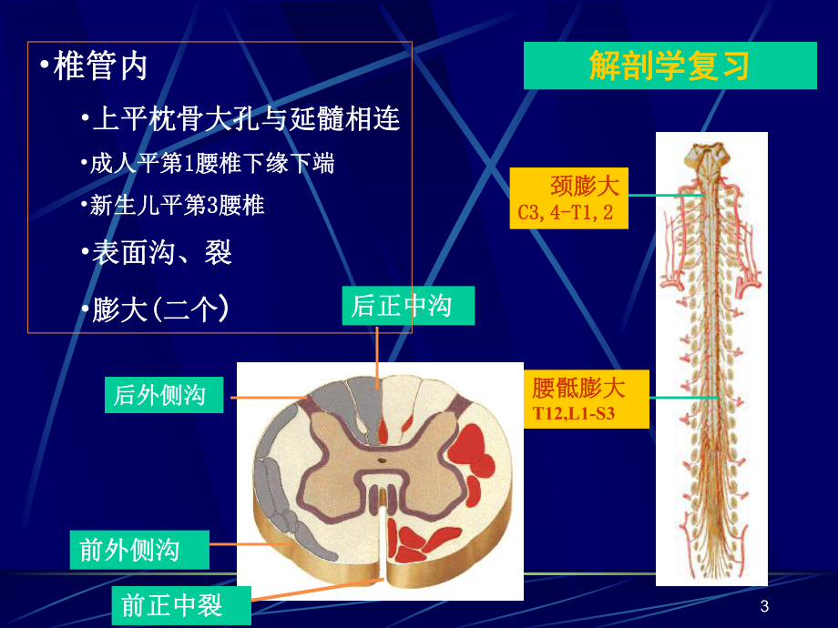 脊髓损伤康复.ppt课件.ppt_第3页