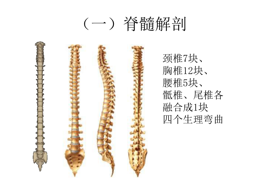 脊髓损伤的康复护理1课件.ppt_第3页