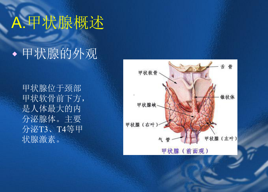 甲状腺功能的免疫学检测课件.ppt_第3页