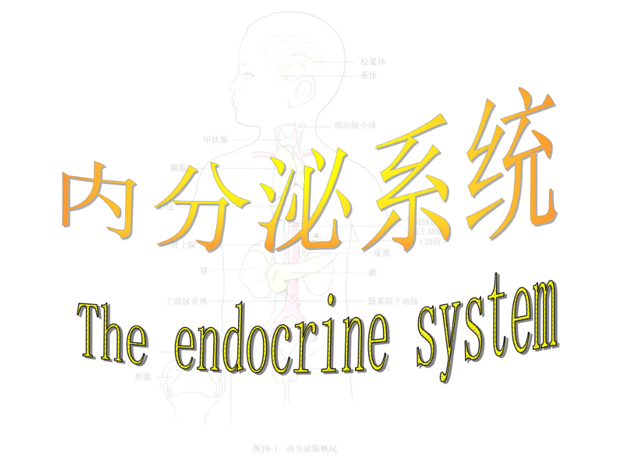 人体解剖学内分泌系统课件.ppt_第1页