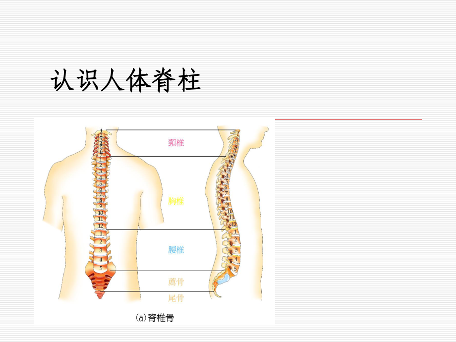 颈椎与腰椎的康复训练课件.ppt_第3页