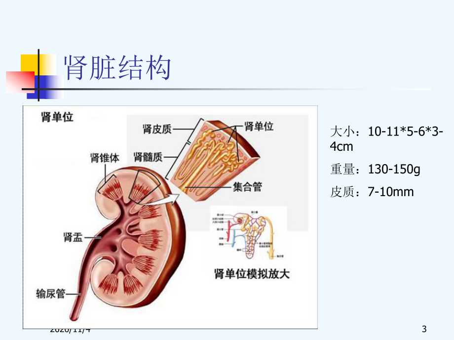 肾脏的结构和生理功能课件.ppt_第3页