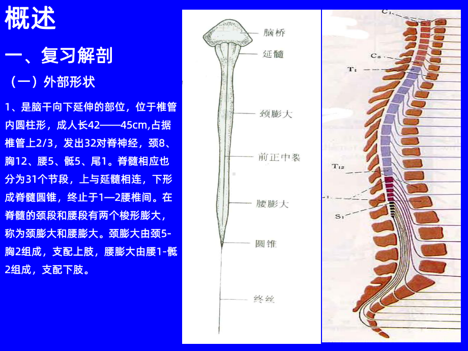 脊髓病变PPT课件.ppt_第2页