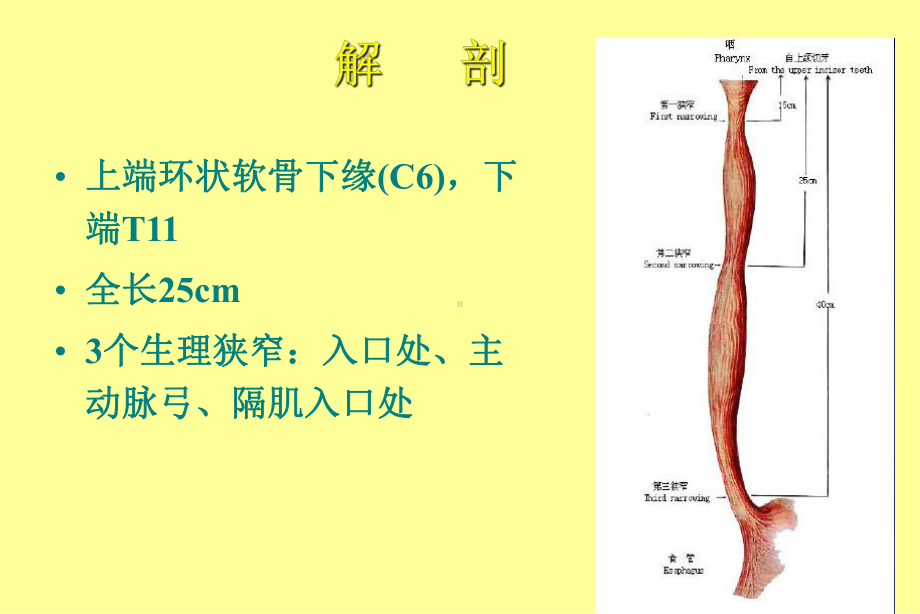 食管癌放疗讲座-文档课件.ppt_第3页