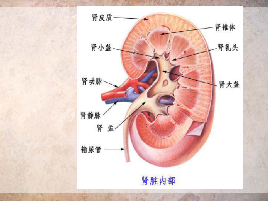 慢性肾功能衰竭护理常规课件.ppt_第3页