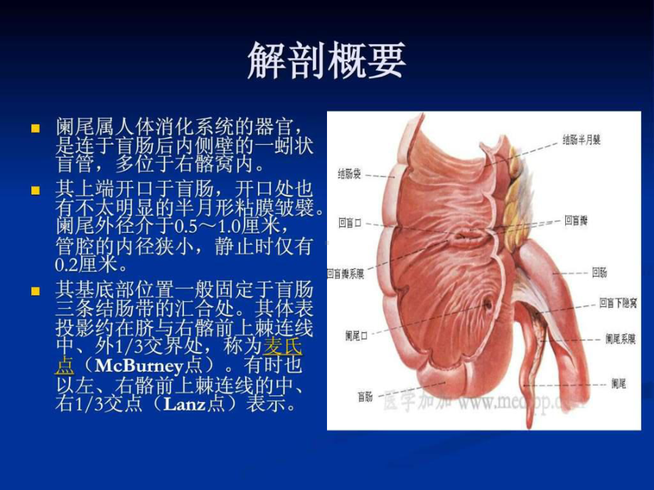 急性化脓性阑尾炎PPT课件.ppt_第2页