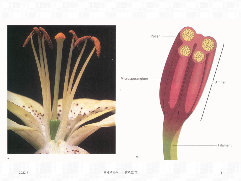 花粉母细胞的减数分裂课件.ppt_第3页