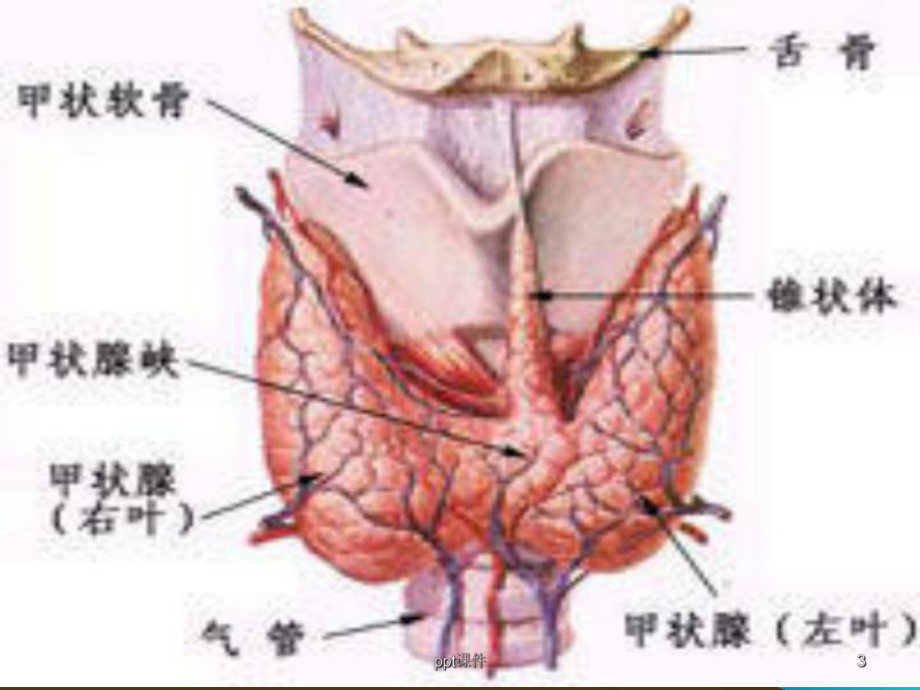 甲状腺疾病超声诊断-ppt课件.ppt_第3页