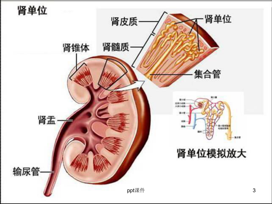 肾病综合征-ppt课件.ppt_第3页