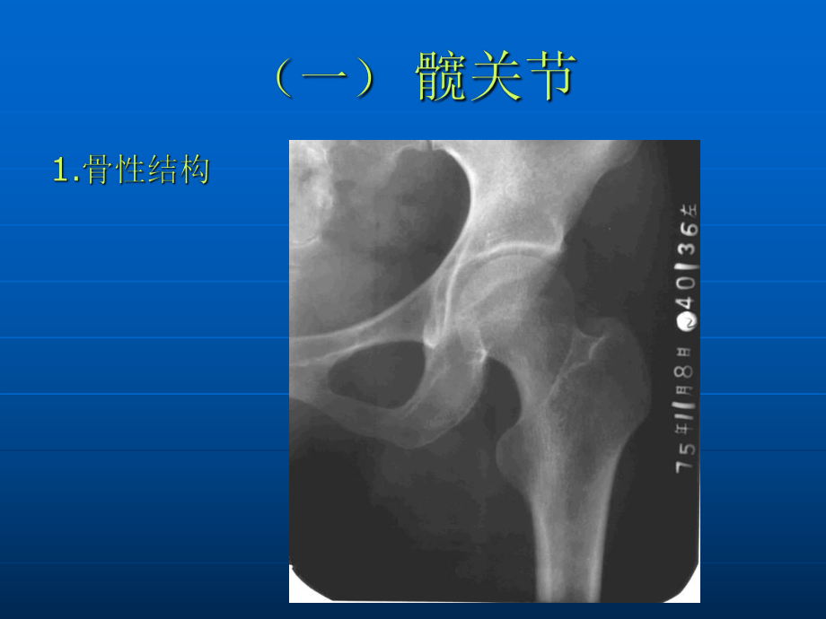 髋关节和股部解剖讲义课件.ppt_第2页