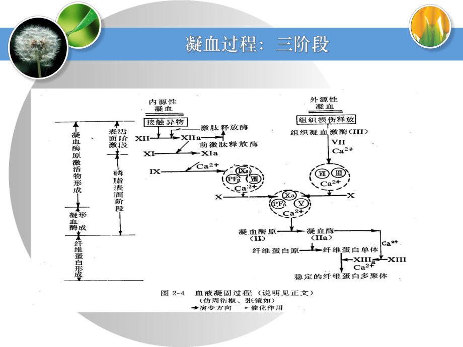 弥散性血管内凝血10课件.ppt_第2页