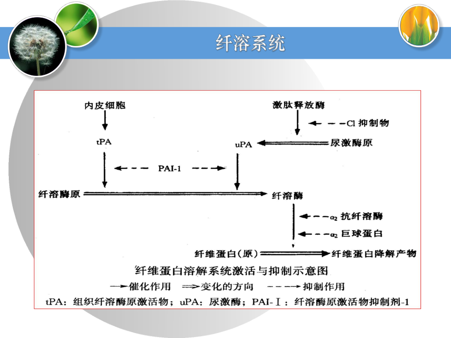 弥散性血管内凝血10课件.ppt_第3页