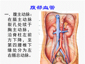 腹部血管PPT课件.ppt