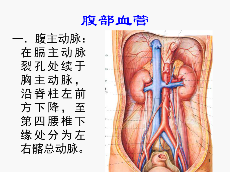 腹部血管PPT课件.ppt_第1页